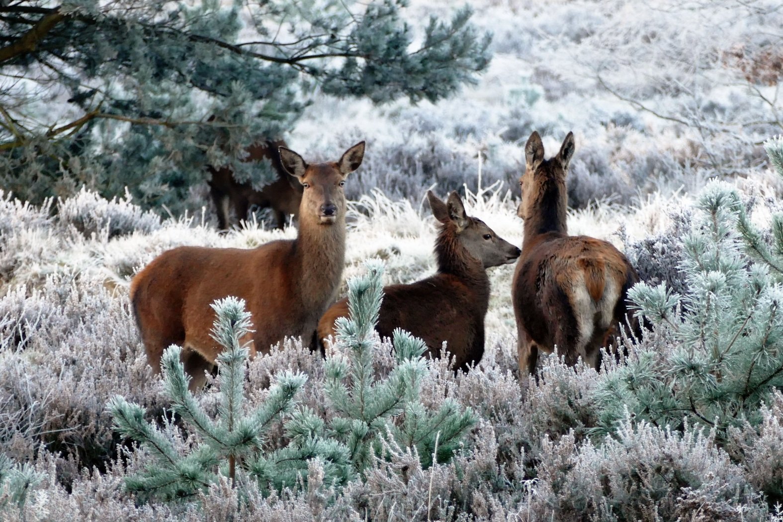 Fascinating ways animals prepare for winter