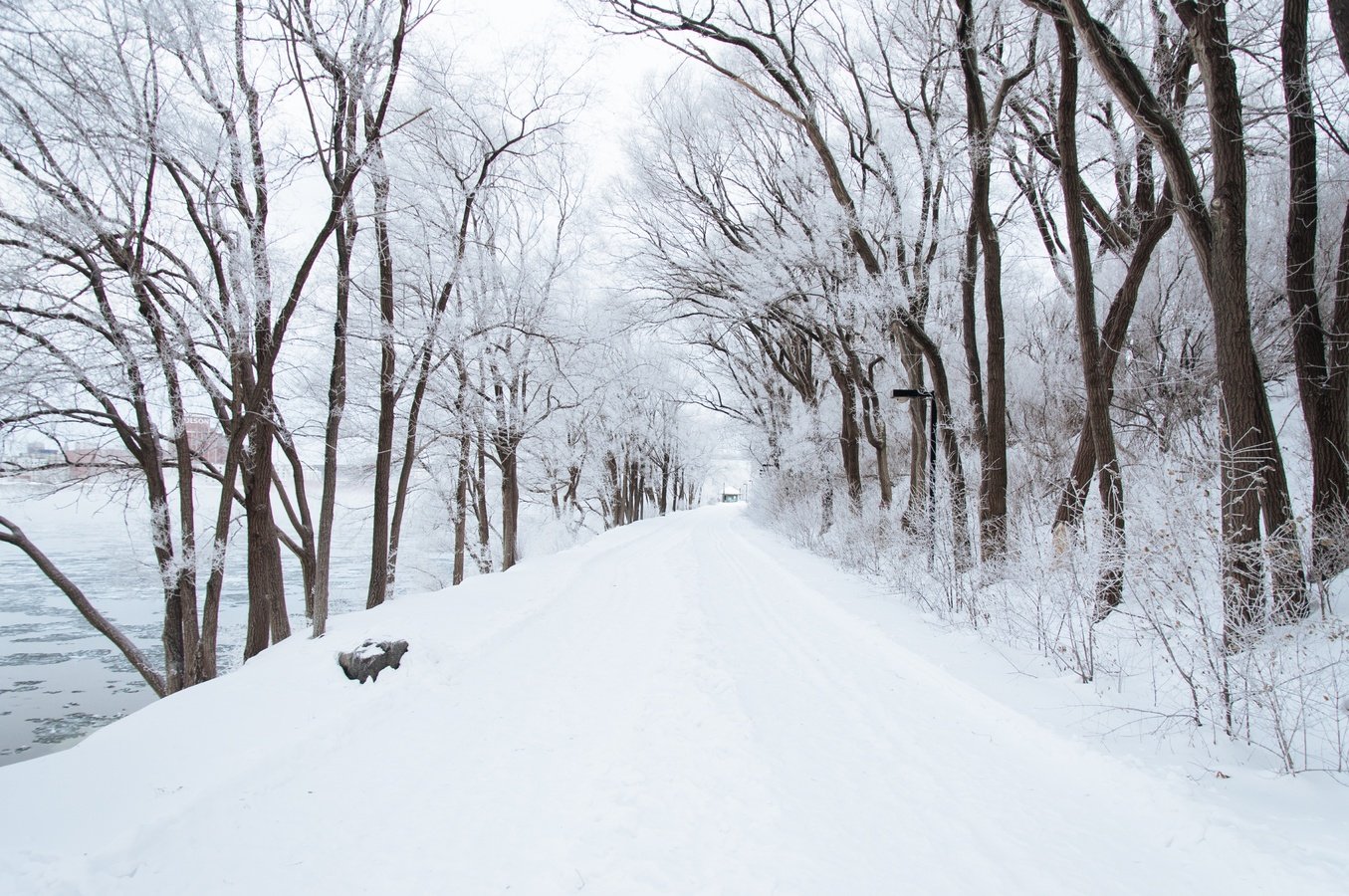 Broadleaf, deciduous trees lose their leaves in 9th month
